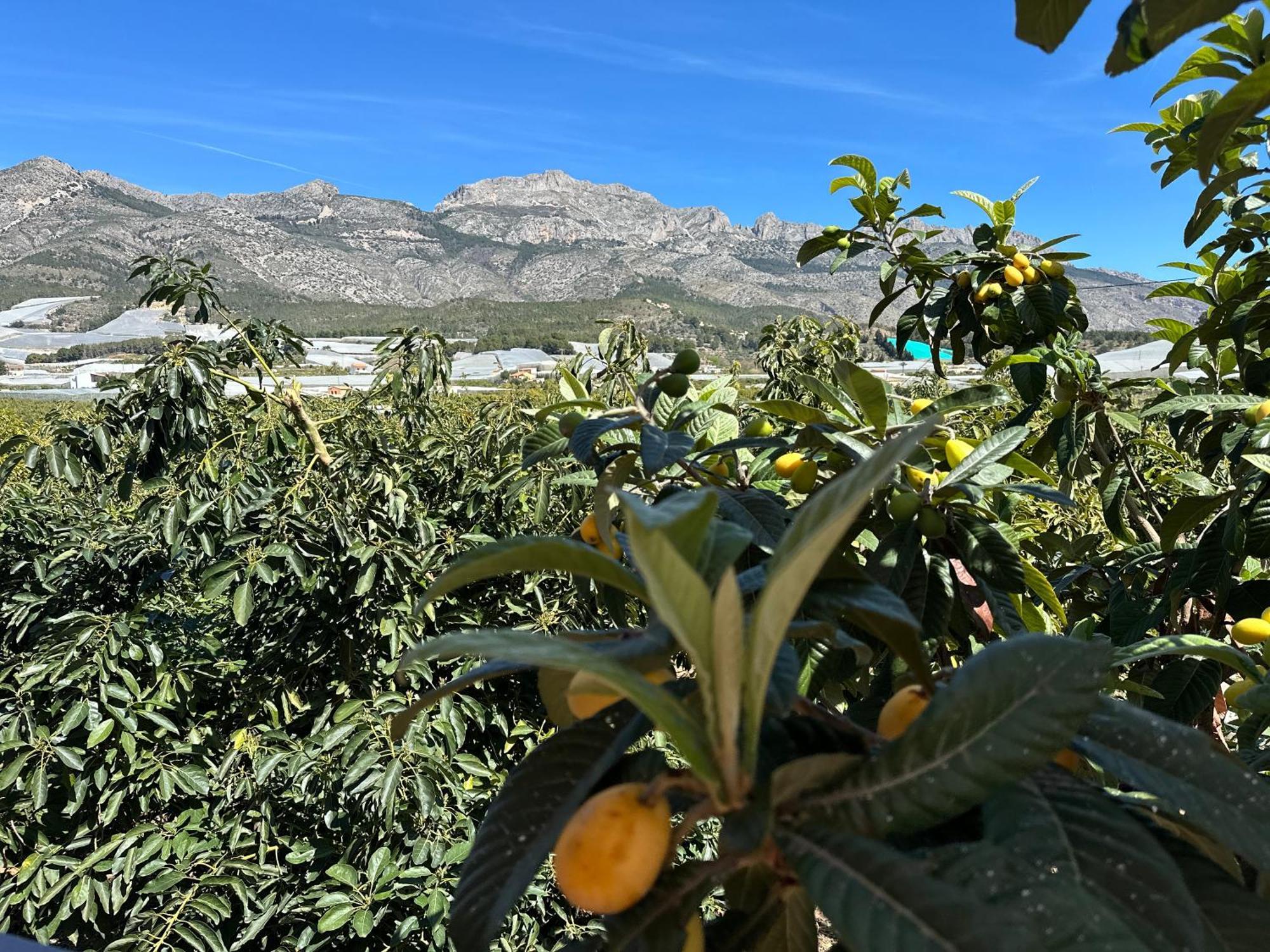 Casa Rural Altaret Callosa de Ensarriá المظهر الخارجي الصورة